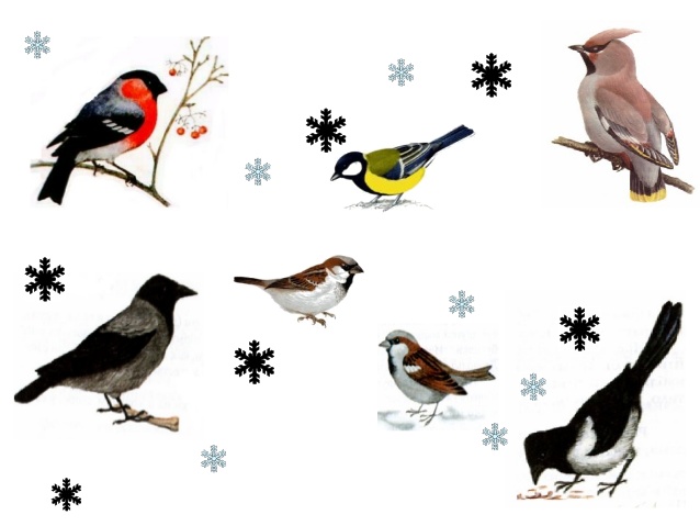 Проект для детей второй младшей группы Зимующие птицы