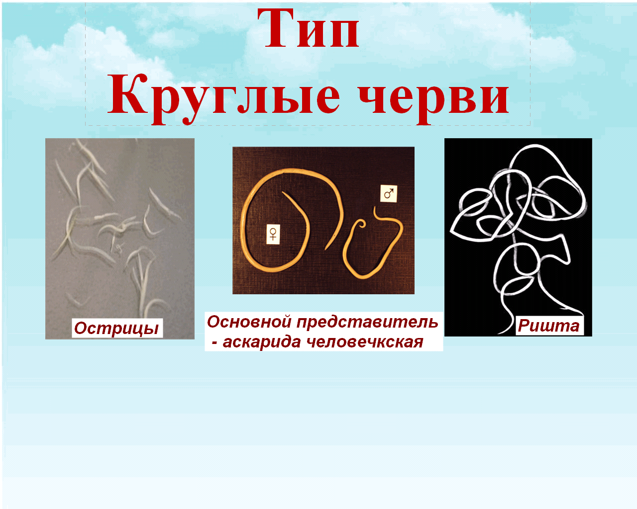 Конспект урока по биологии для 7 класса по теме «Тип Круглые черви»