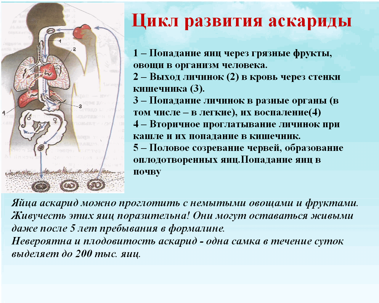 Каким образом попадают в окружающую среду яйца. Этапов цикла развития человеческой аскариды. Аскаридоз пути заражения цикл развития. Стадии развития человеческой аскариды. Цикл развития аскариды человеческой.