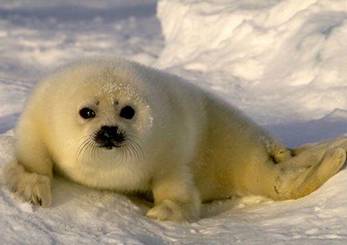 Разработка экологической декады День холода в Арктике