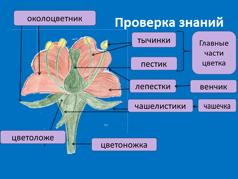 Поурочное планирование по биологии на тему Цветок 6 класс