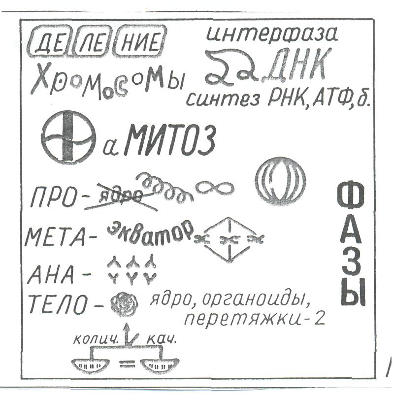 Урок по биологии Митоз (10 класс)