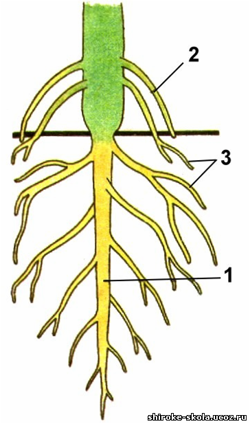 Контрольная по биологии Органы цветковых растений (6 класс)