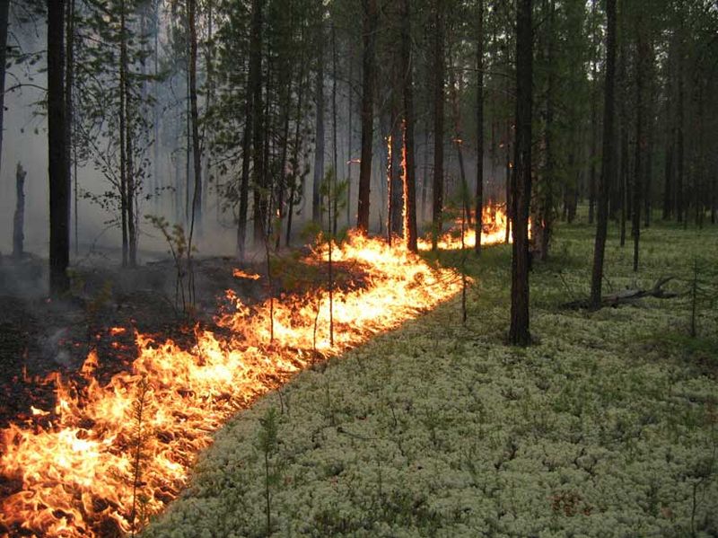 Детская исследовательская работа по теме Разрушающее действие лесных пожаров