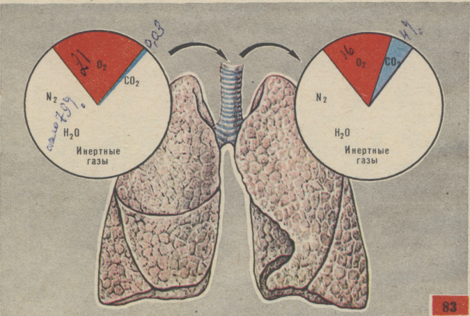 Методическая разработка урока на тему Строение и функции органов дыхания человека (8 класс)