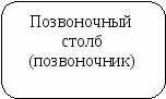 «Скелет человека, его отделы»