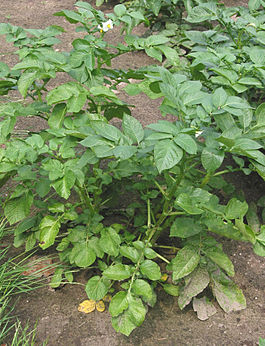 Исследовательская работа «Получение второго урожая картофеля в Урмарском районе»
