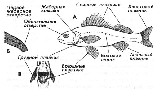 Учебно-методический модуль на тему: Блюда из рыбы и морепродуктов.