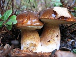 Исследовательская работа по теме: Удивительное царство грибов