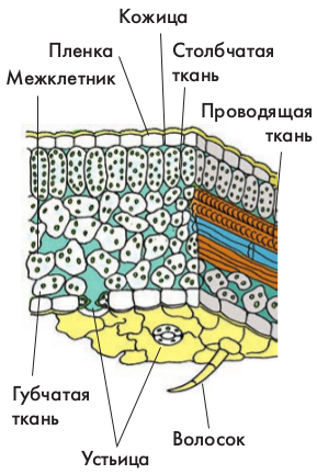 Ткань образующая кожицу листа. Внутреннее строение листа покровная ткань. Внутренне строение листа с тканями. Столбчатая губчатая покровная ткань. Внутреннее строение листа внутреннее строение клетки.