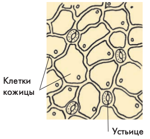Бесцветные клетки. Клетка эпидермиса листа герани. Эпидермис нижней стороны листа пеларгонии. Ткань листа кожицы устьица. Строение клетки эпидермиса листа герани.