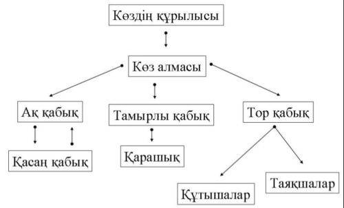 Ашық сабақ: Көздің құрылысы