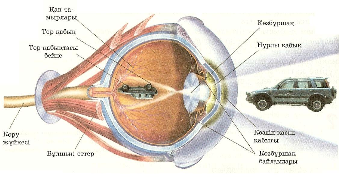 Ашық сабақ: Көздің құрылысы