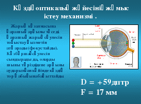 Ашық сабақ: Көздің құрылысы