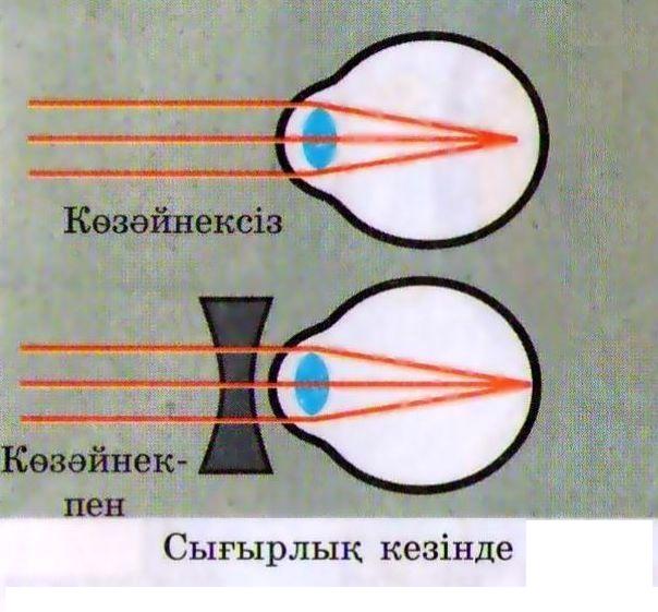 Ашық сабақ: Көздің құрылысы