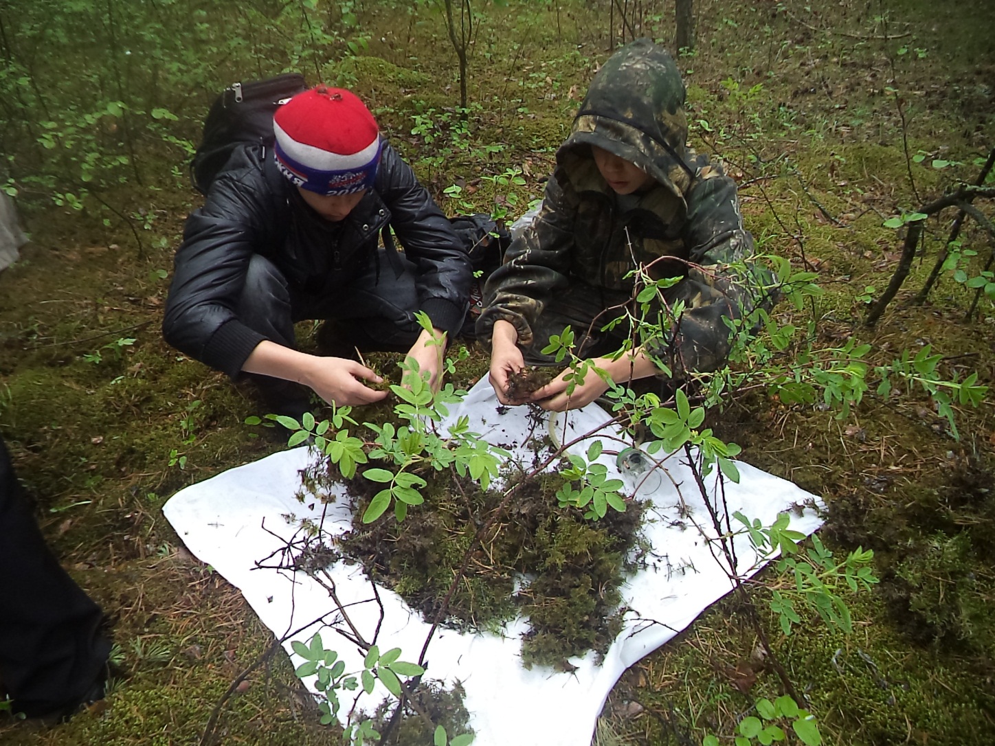 Исследовательская работа по экологии Педобионты леса
