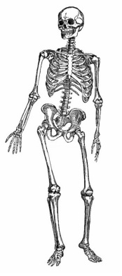 Конспект занятия по внеурочной деятельности Уроки доктора Здоровейки по теме Скелет-наша опора (1 класс)