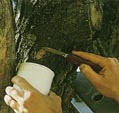 Буклет к научной работе Вредитель леса (непарный шелкопряд)