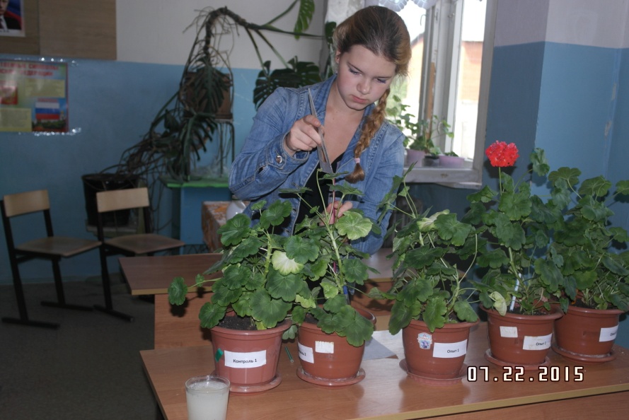 Проектно-исследовательская работа на тему Влияние корневых подкормок пищевыми дрожжами на рост и цветение пеларгонии