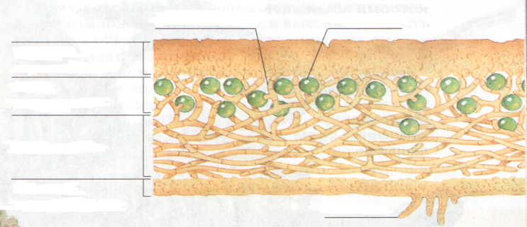 Схема внутреннего строения лишайника 5 класс биология
