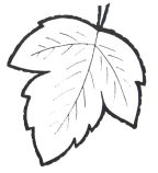 Конспект на темуРисование в полосе из листьев и ягод.