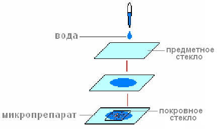 Проектная работа по биологии 7 класс