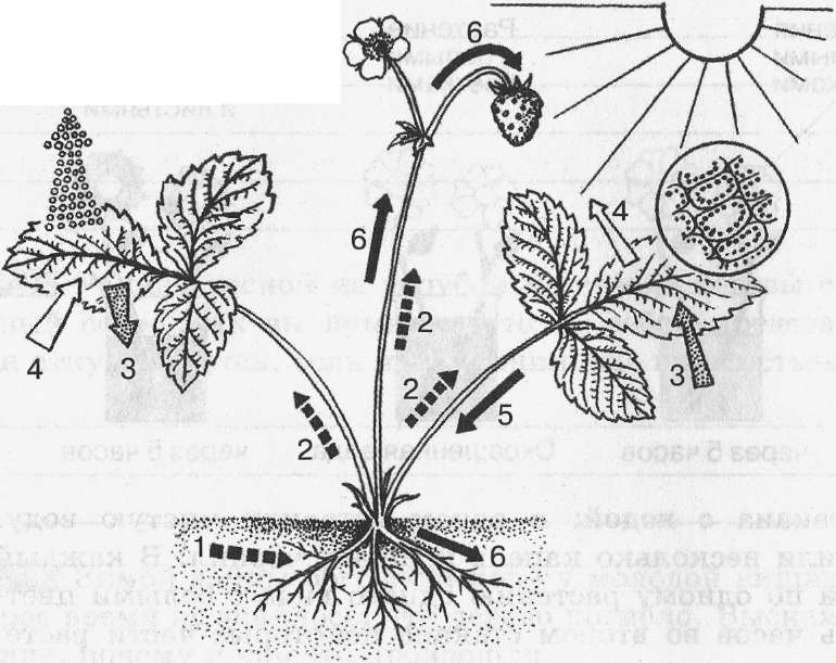 Представленным на рисунке растением. Передвижение органических веществ в растении схема. Перемещение веществ у растений. Транспорт веществ у растений. Передвижение воды и Минеральных веществ в растении.