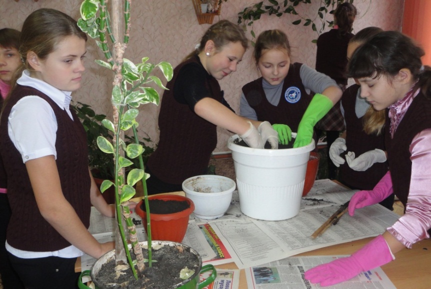 Социальный проект Зимний сад в школе