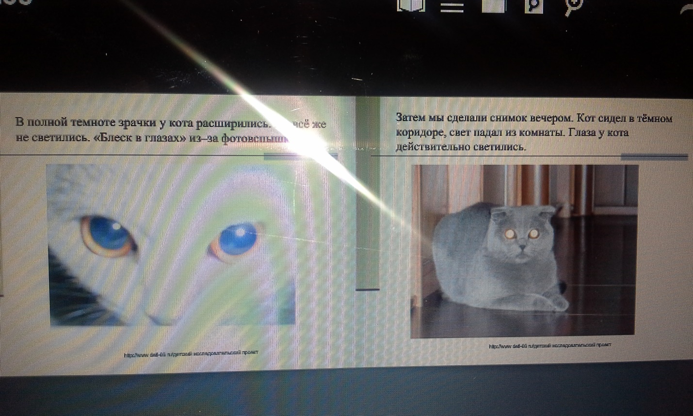 Научный проект ученика 3 класса Лигай Дениса на тему: Почему у кошек в темноте светятся глаза?