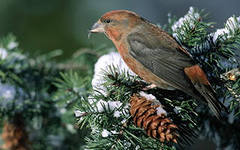 Разработка урока по окружающему миру на тему Как помочь птицам зимой (1 класс)