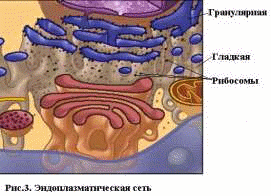 Практическое занятие по анатомии для студентов по теме Клетка.Ткани.