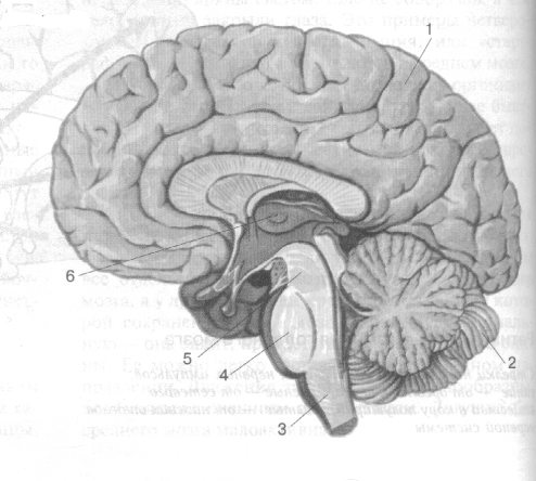 Лабораторная работа на тему Строение головного мозга человека