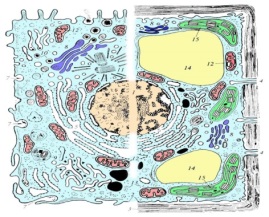 Урок биологии на тему Сходство и отличие в строении клеток растений, животных и грибов 10 класс