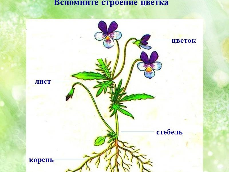Тема урока: Органы цветковых растений. Корень 6 класс