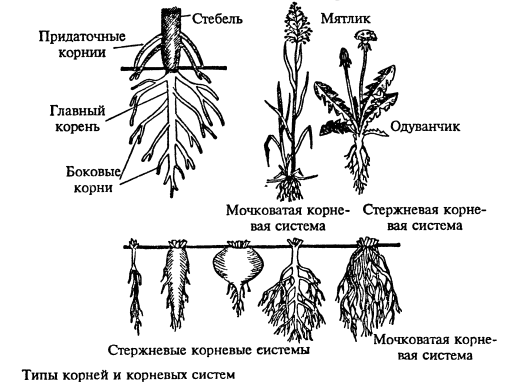 Тема урока: Органы цветковых растений. Корень 6 класс