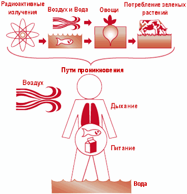 Исследовательскую работу «Радиация в нашей жизни»