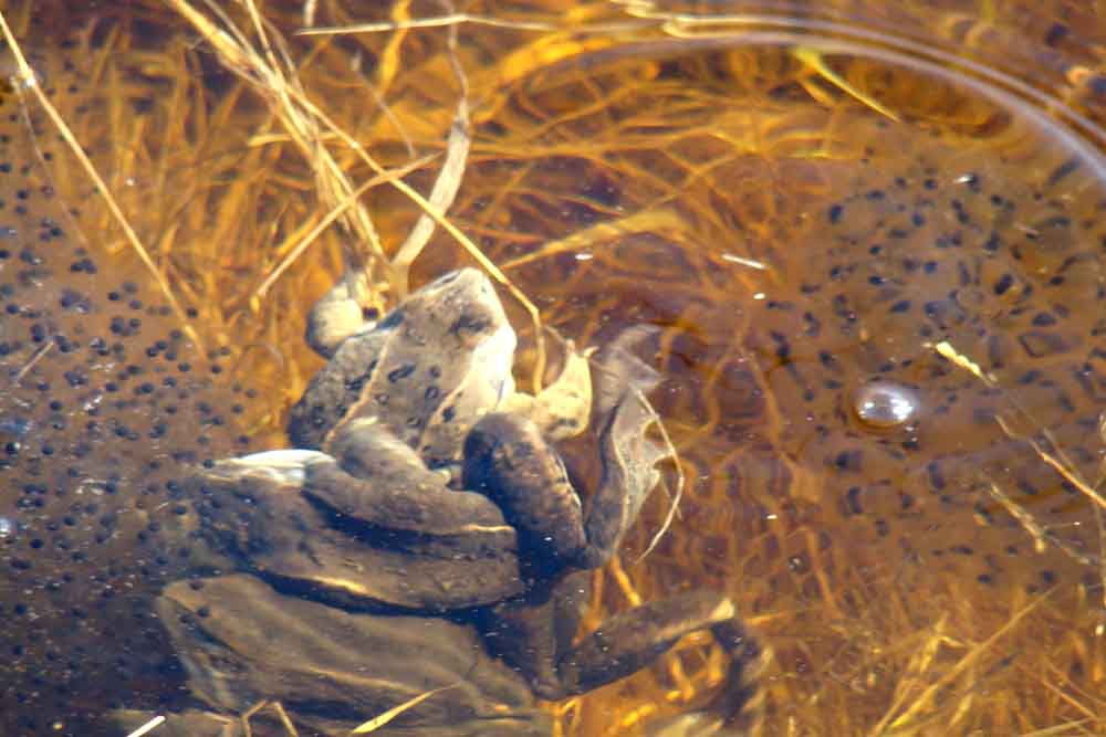 Исследовательская работа ученика Размножение лягушки остромордой