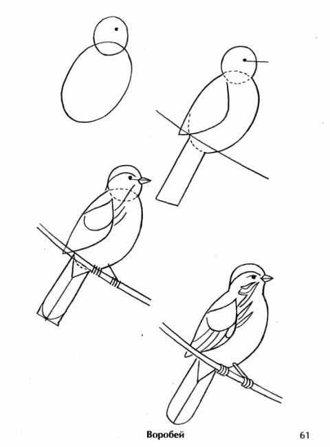 Разработка занятия на тему: Птицы