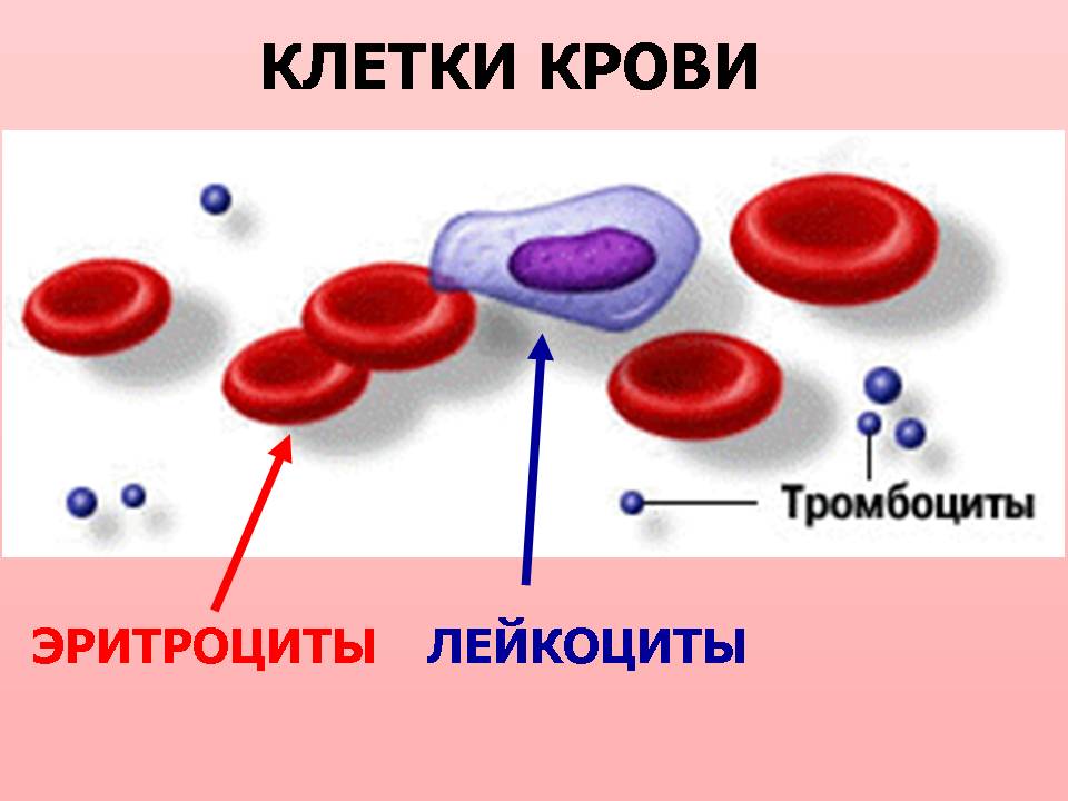 План – конспект урока по биологии на тему «Кровь. Кровообращение» (8 класс)