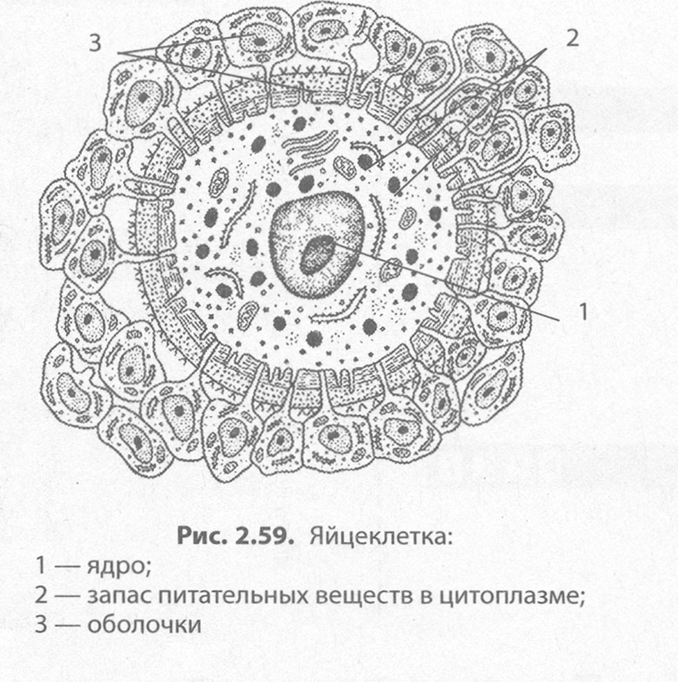 Рисунок половых клеток. Схематическое строение яйцеклетки. Строение яйцеклетки человека анатомия. Строение яйцеклетки человека рисунок. Строение яйцеклетки животных.