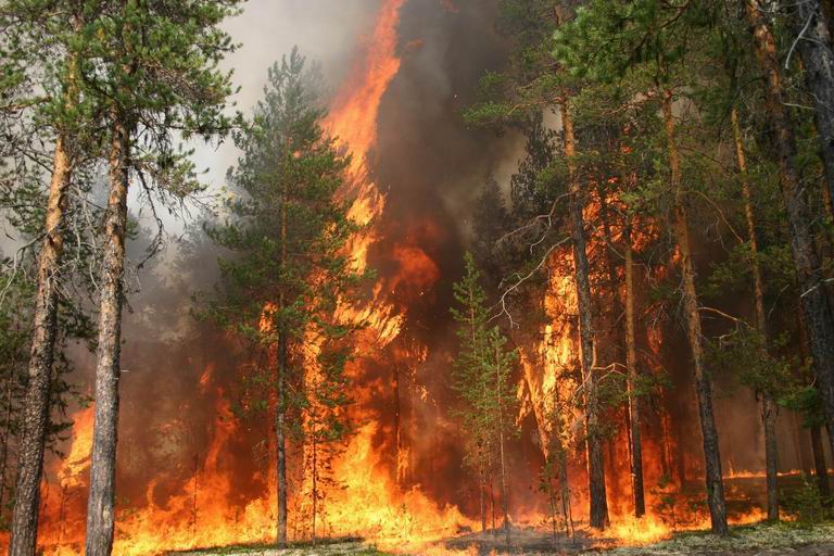 Буклет - памятка по профилактике лесных пожаров