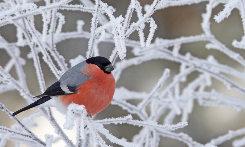 Классный час Помоги зимующим птицам в предшкольном классе