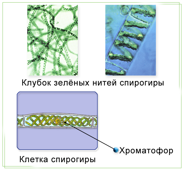 Лабораторные работы 7 класс