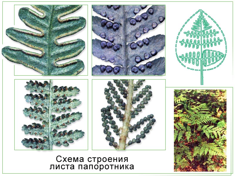 Лабораторные работы 7 класс