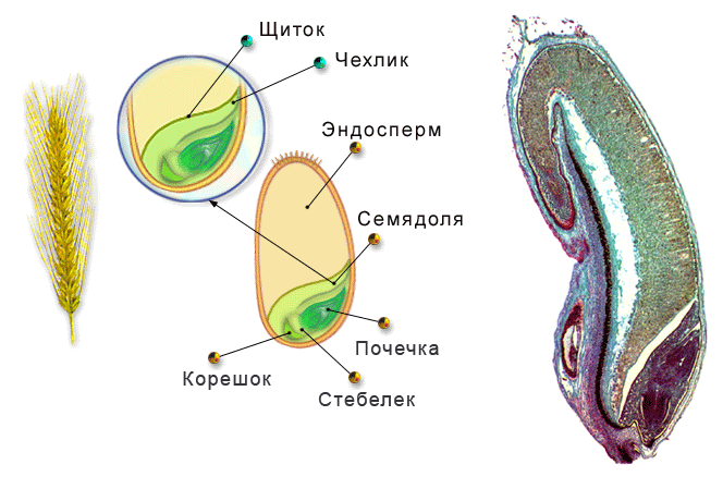 Лабораторные работы 7 класс