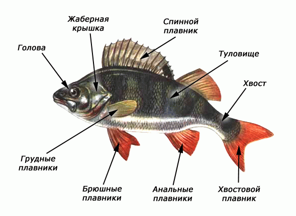 Лабораторные работы 7 класс