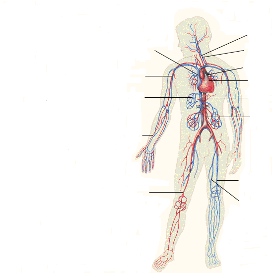 Рабочая тетрадь для сдачи карта человеческого тела