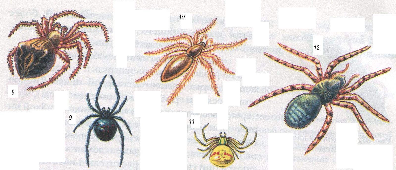 Конспект урока: Особенности строения и жизнедеятельности паукообразных.