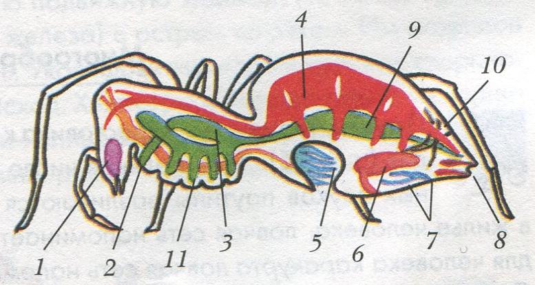 Рисунок 190 биология 7 класс