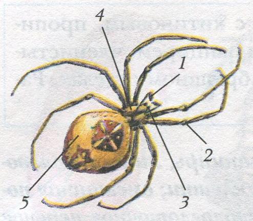 Конспект урока: Особенности строения и жизнедеятельности паукообразных.